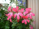 برگ عشقه ای, cascading geranium

